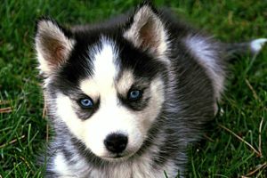 Pomsky Cute and Funny Videos - Puppies and Full Grown Dogs