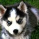 Pomsky Cute and Funny Videos - Puppies and Full Grown Dogs