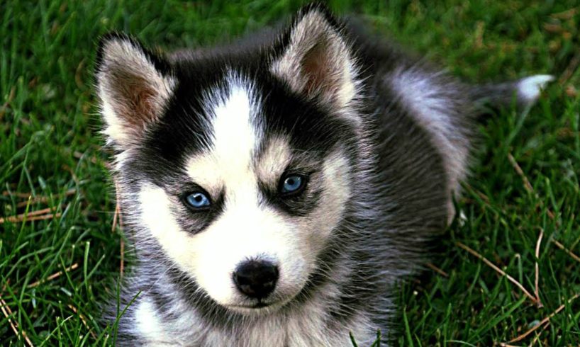 Pomsky Cute and Funny Videos - Puppies and Full Grown Dogs