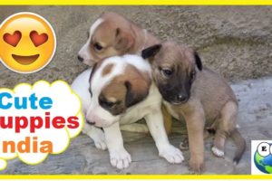 Poor and Cute Puppies 1 Week Old in India | Which 1 is Ur Fav 1 ?