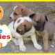 Poor and Cute Puppies 1 Week Old in India | Which 1 is Ur Fav 1 ?