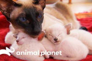 Protective First-Time Mom Looks After Her Curious Siamese Kittens | Too Cute!