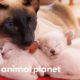 Protective First-Time Mom Looks After Her Curious Siamese Kittens | Too Cute!