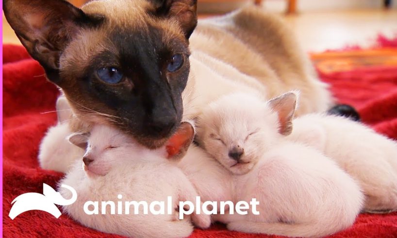 Protective First-Time Mom Looks After Her Curious Siamese Kittens | Too Cute!
