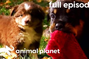 Pug, Rottweiler, and Mini Australian Shepherd Puppies! | Too Cute! (Full Episode)