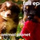 Pug, Rottweiler, and Mini Australian Shepherd Puppies! | Too Cute! (Full Episode)