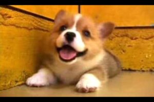 Puppies Barking - A Cute Dogs Barking Videos Compilation [CUTE]