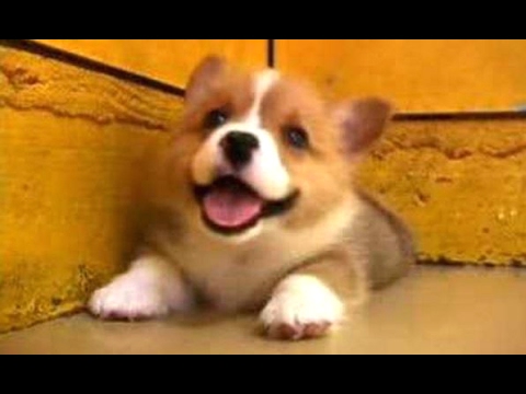 Puppies Barking - A Cute Dogs Barking Videos Compilation [CUTE]