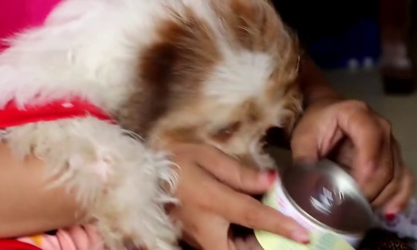 Puppies Drinking Milk | A Woman Feeding Milk To A Cute Puppies