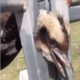 Puppies Rescued Stuck Steel Gate...Animals Rescue Stories | MAZ TOP
