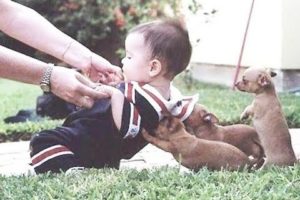 Puppies and babies cutest friendship in the world - Puppy and baby best friends grow up together