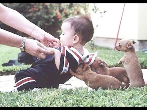 Puppies and babies cutest friendship in the world - Puppy and baby best friends grow up together
