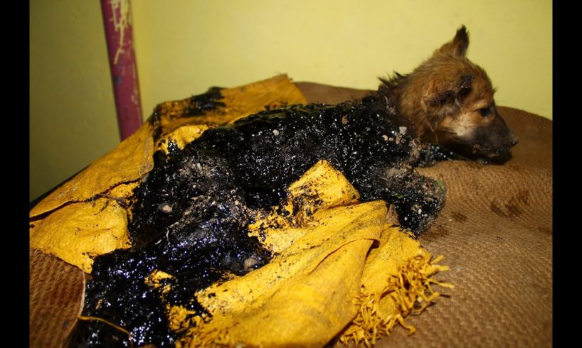 Puppy rescued covered in tar, watch her happy ending!