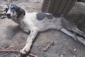 Puppy too injured to get to food and water rescued