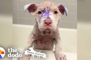 Purple Pittie Puppy Makes an INCREDIBLE Transformation | The Dodo Pittie Nation