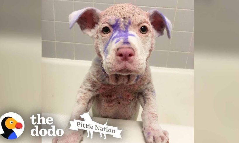 Purple Pittie Puppy Makes an INCREDIBLE Transformation | The Dodo Pittie Nation