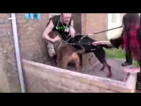 RSPCA Video - The Dog Rescuers Episode 5