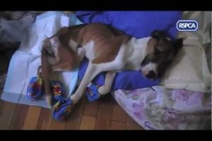 RSPCA video - Rescue dog Hope recovering