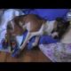 RSPCA video - Rescue dog Hope recovering