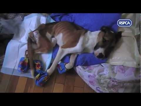 RSPCA video - Rescue dog Hope recovering