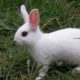 Rabbit: Animals for Children Kids Videos Kindergarten Preschool Learning Toddlers Sounds Songs Farm