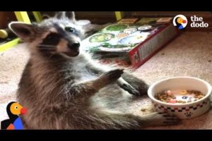 Raccoon Acts Like A Human After Rescued by Kind Woman | The Dodo