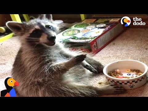 Raccoon Acts Like A Human After Rescued by Kind Woman | The Dodo