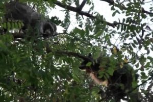 Raccoon Fight in a Tree (Animals Being Jerks/Annoying)