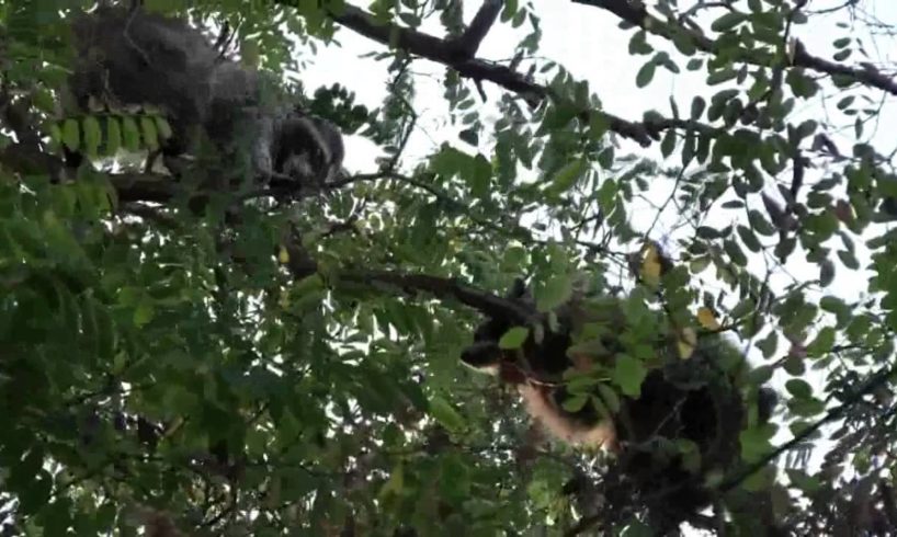 Raccoon Fight in a Tree (Animals Being Jerks/Annoying)