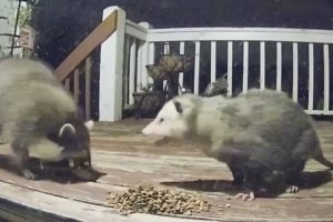 Raccoon Possum Cat Encounters Compilation