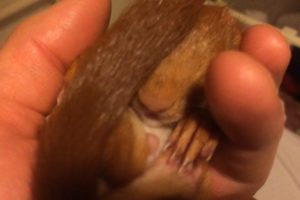 Raising A Baby Squirrel By Hand - A Childhood Dream