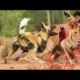 Real Animal fights! WildDog VS Lion, Leopard hunts Deer then    Animal Fights