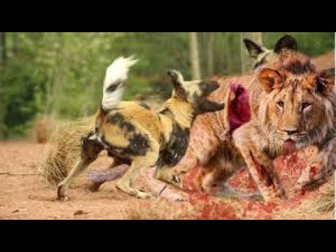 Real Animal fights! WildDog VS Lion, Leopard hunts Deer then Animal Fights