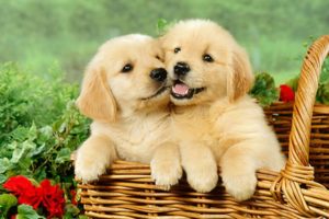 Really Cute Puppies Golden Retriever Playing