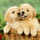 Really Cute Puppies Golden Retriever Playing