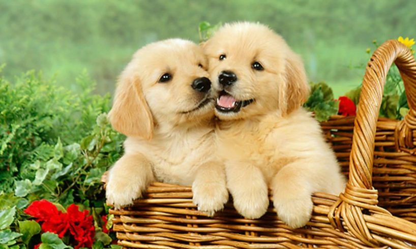 Really Cute Puppies Golden Retriever Playing