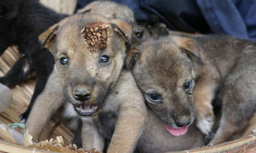 Rescue 5 Puppies Poor Abandoned in the behind the Garden, Puppies Lost Mother Will Inspire You