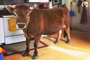 Rescue Cow Acts Like a Big Puppy - FINN the House Cow | The Dodo