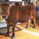 Rescue Cow Acts Like a Big Puppy - FINN the House Cow | The Dodo