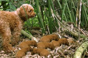 Rescue Cute Puppies in Forest Garden - Poor Dog Rescue Official