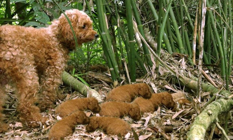 Rescue Cute Puppies in Forest Garden - Poor Dog Rescue Official