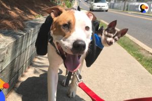 Rescue Dog Carries Senior Dog Best Friend On Walks | The Dodo + Clear The Shelters