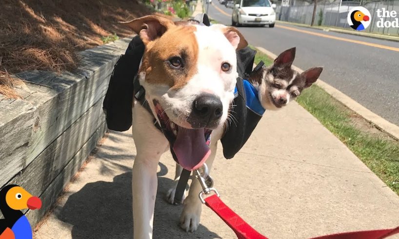 Rescue Dog Carries Senior Dog Best Friend On Walks | The Dodo + Clear The Shelters