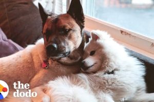 Rescue Dog Completely Changed His Brother's Life | The Dodo