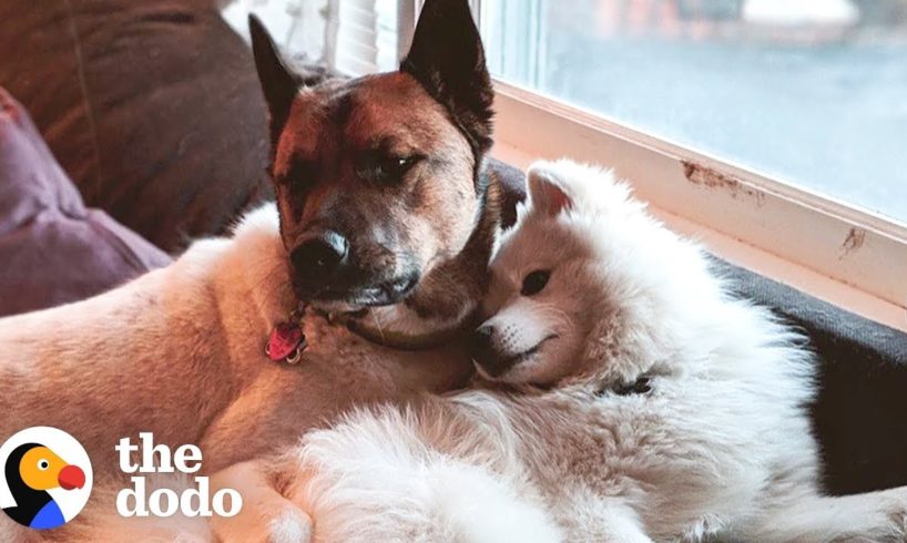 Rescue Dog Completely Changed His Brother's Life | The Dodo