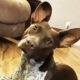 Rescue Dog Rescued From Drug House Finally Gets To Be A Puppy - BRANDI | The Dodo