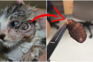 Rescue Poor Little Kittens From GIANT Botfly Larvae 2019