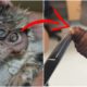 Rescue Poor Little Kittens From GIANT Botfly Larvae 2019