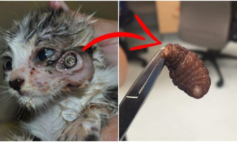 Rescue Poor Little Kittens From GIANT Botfly Larvae 2019