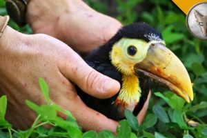 Rescued Baby Toucan!